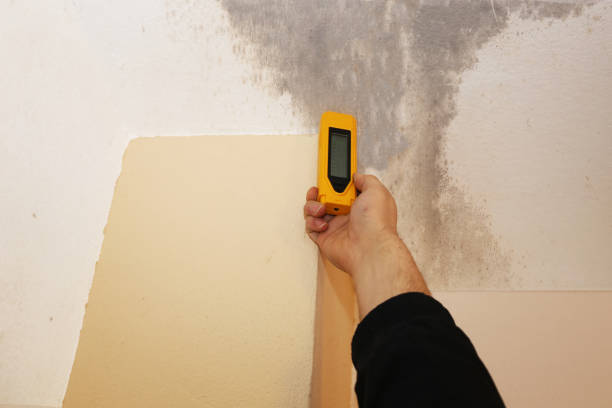 Best Water Damage & Mold Remediation  in Tell City, IN